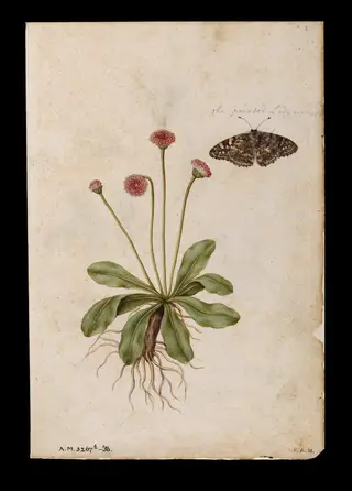 Daisies and lady butterfly; Roses, by Jacques Le Moyne de Morgues, watercolor, 1568