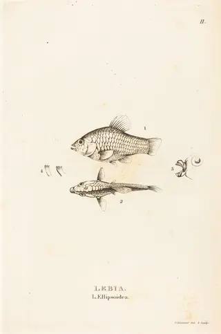 Lebia (L'Ellipsoidea), by Charles Alexandre Lesueur, ink, 1819
