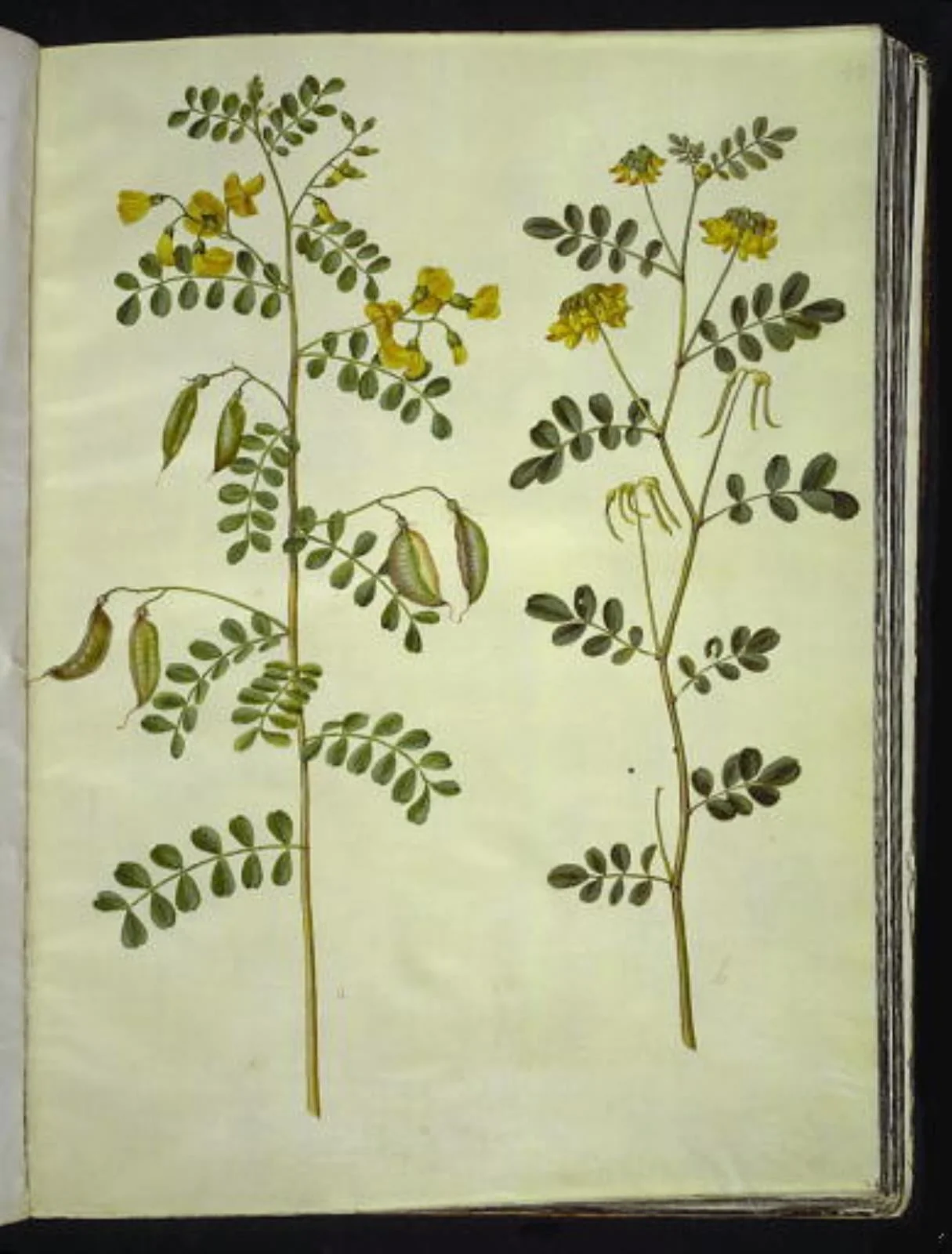 Colutea arborescens (almindelig blærebælg); Hippocrepis emerus (busk-hestesko), detail