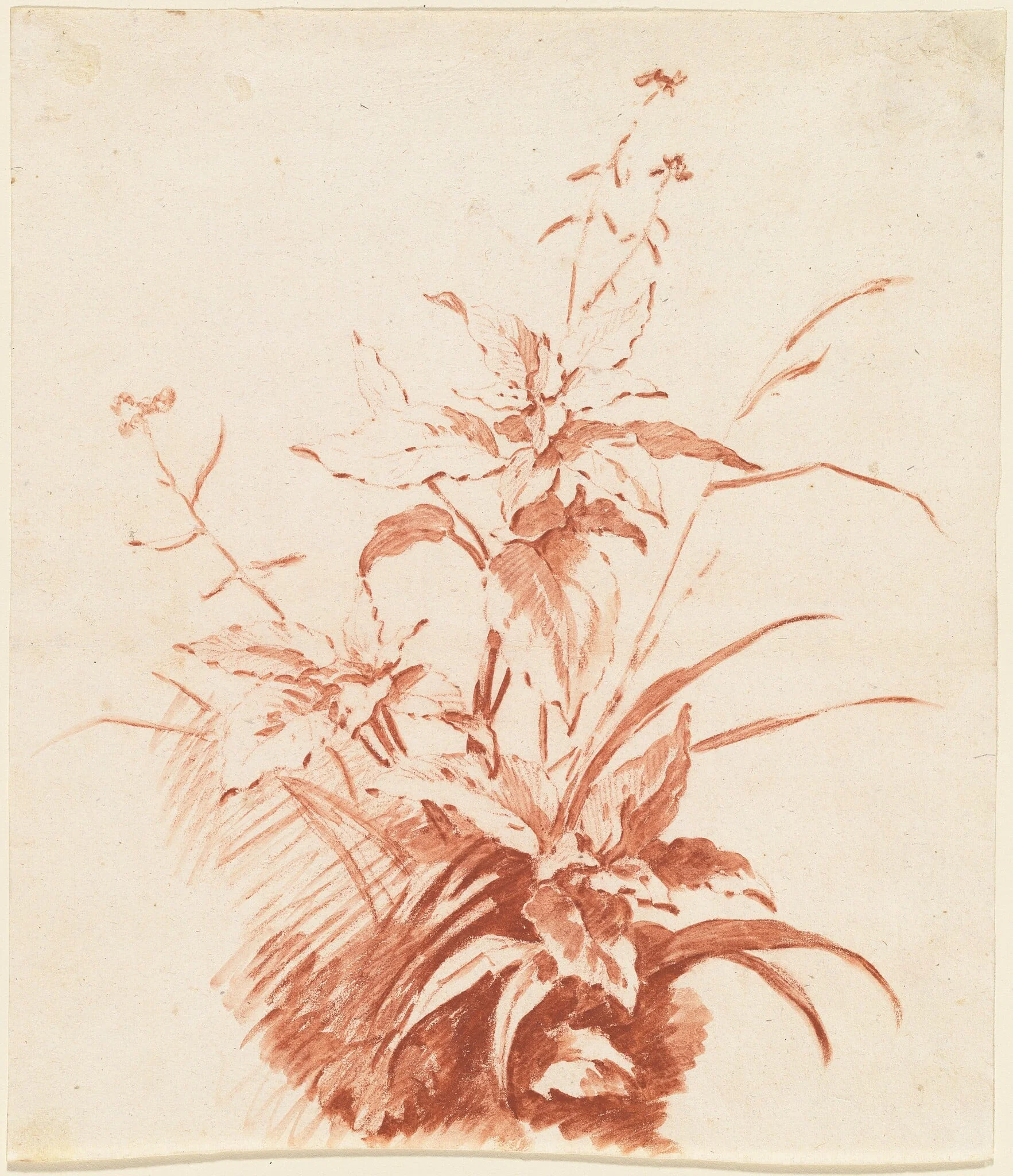 Flowering Plant with Grass, detail