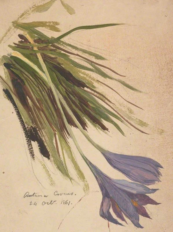 Autumn Crocus, detail