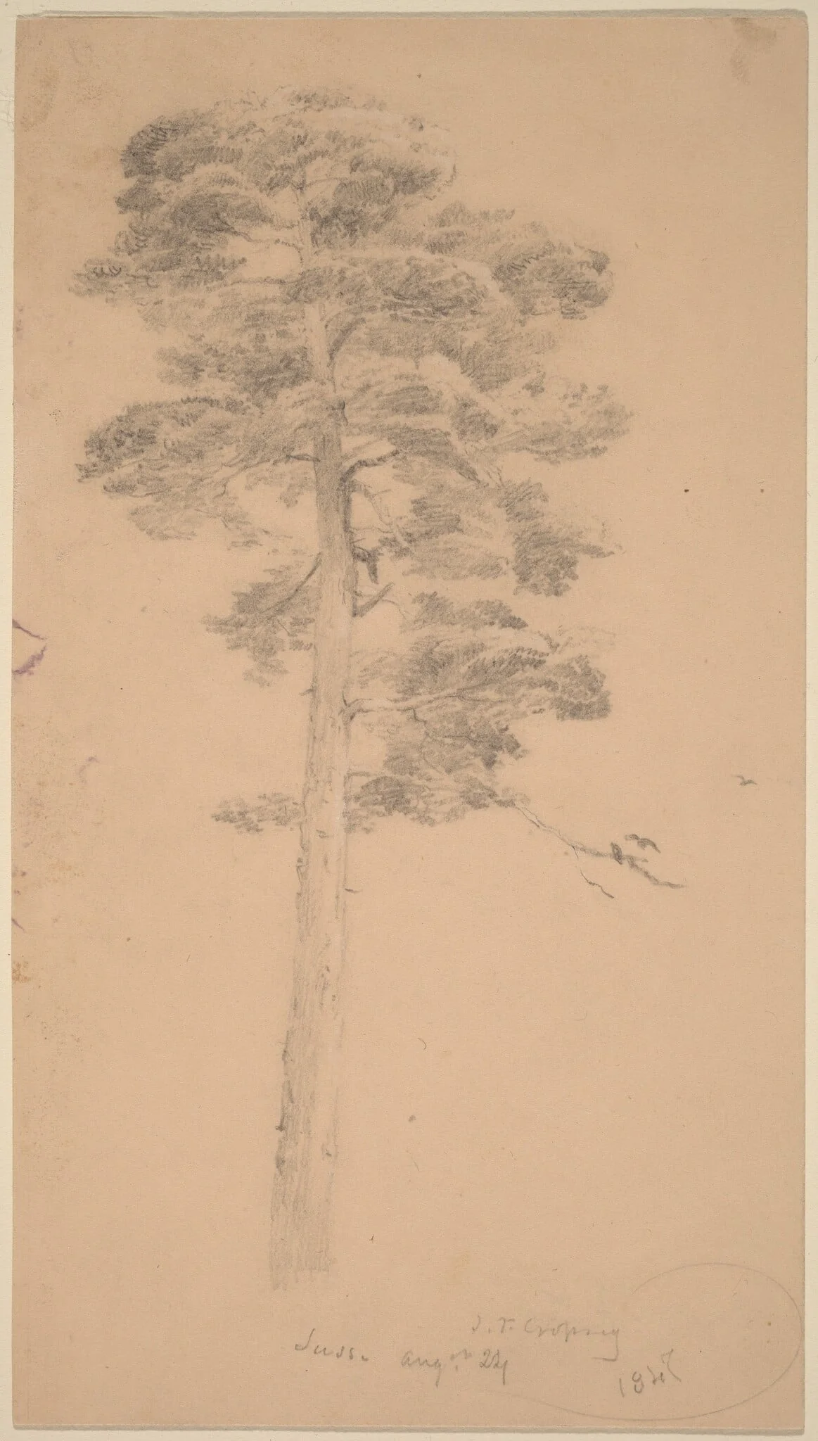 Pine Tree, detail