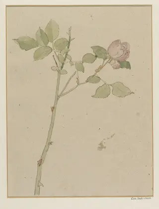 Rose, by Alfred William Rich, watercolor, 1898