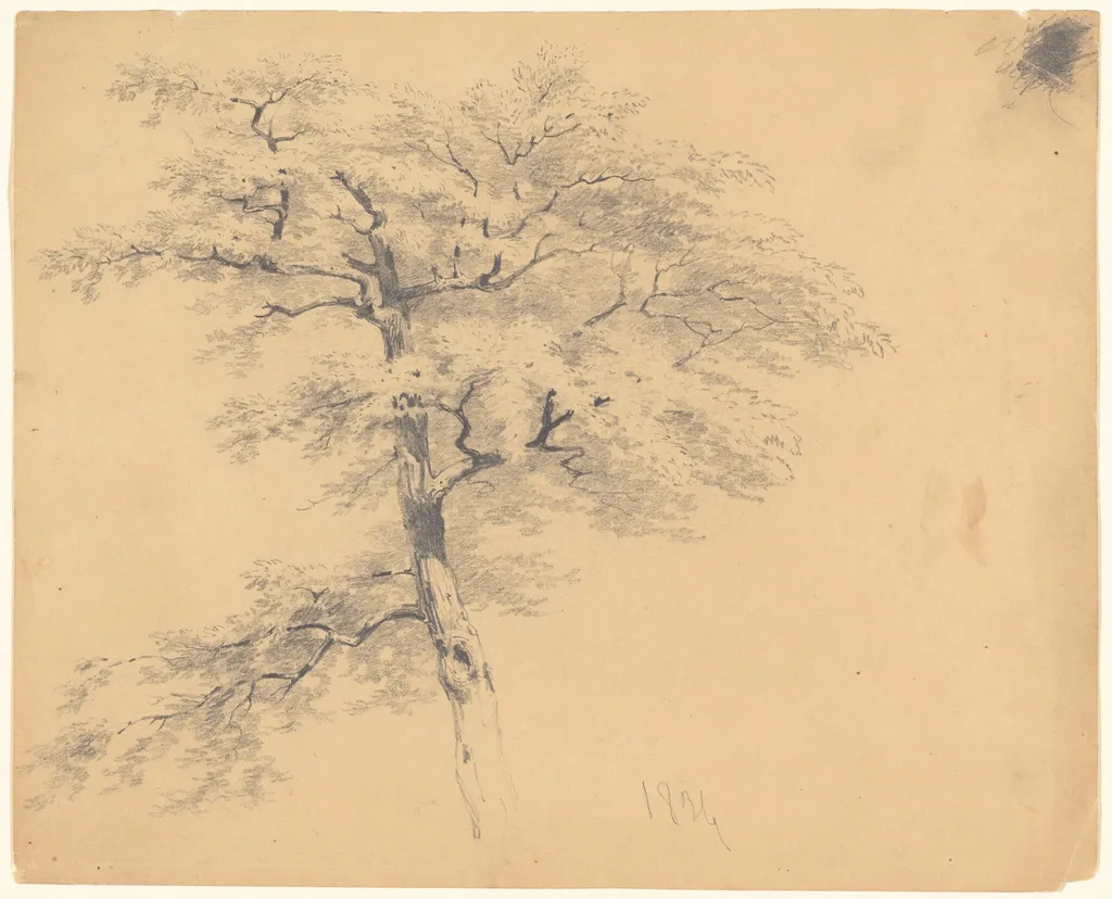 Tree, by James Goodwyn Clonney, graphite, 1839