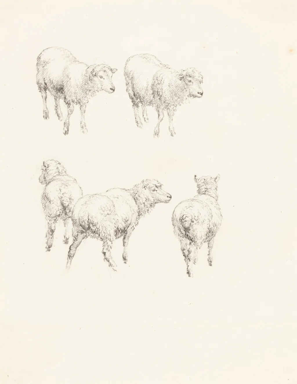 Five Sheep, by Robert Hills, graphite, 1806