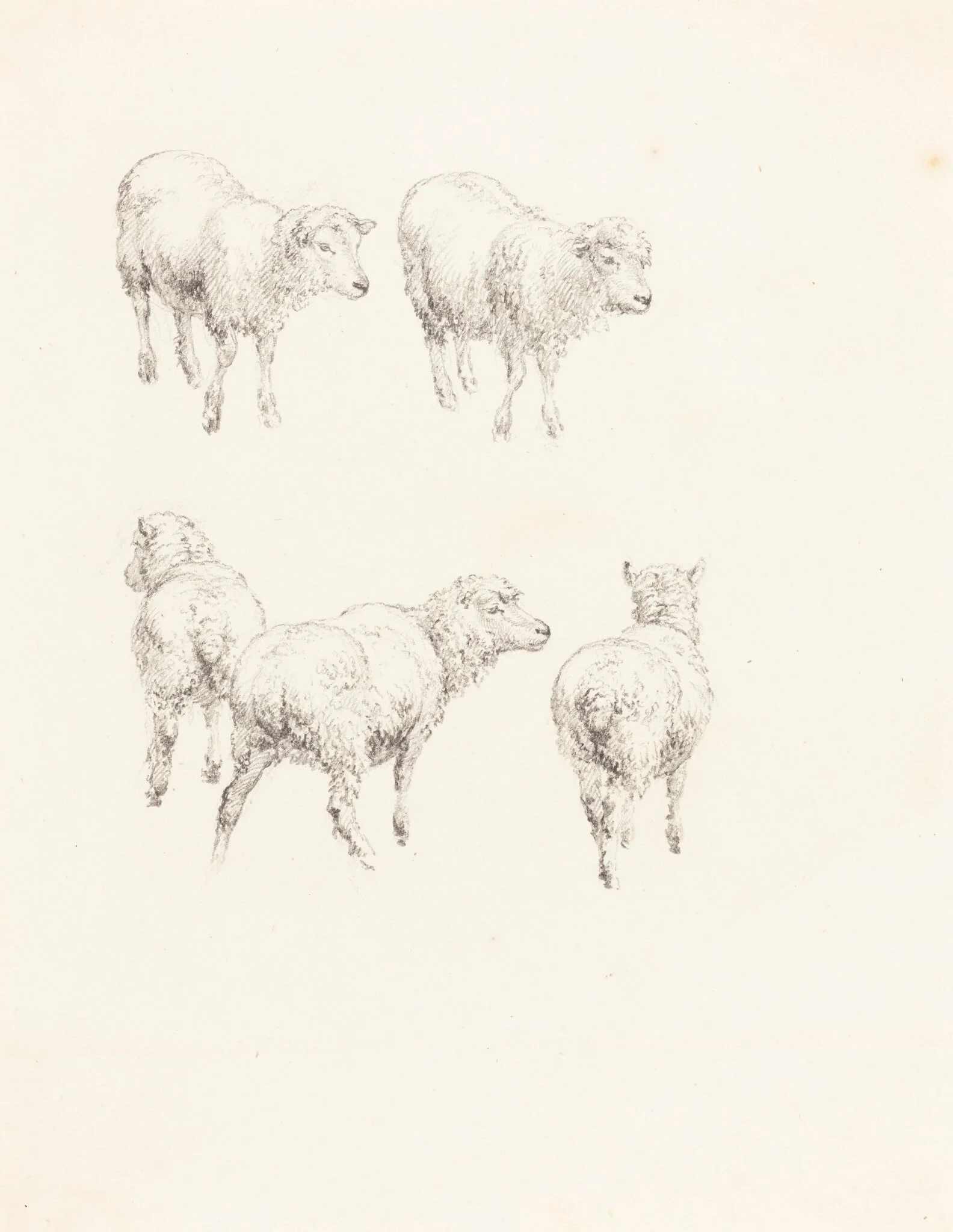 Five Sheep, detail