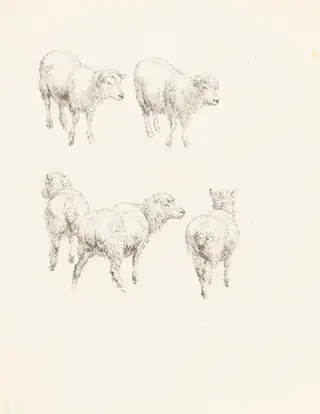 Five Sheep, by Robert Hills, graphite, 1806