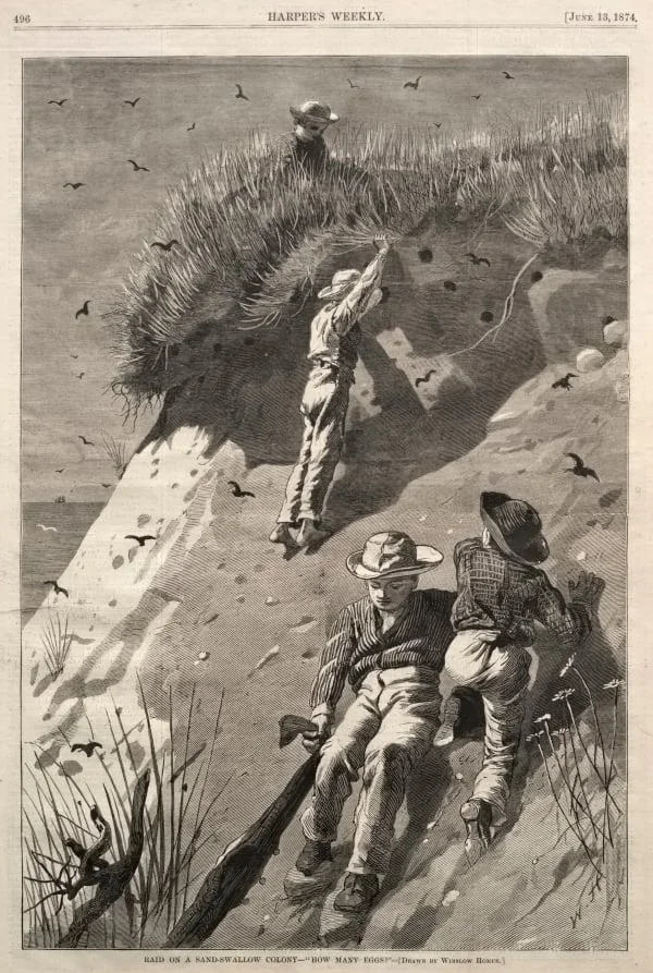 Raid on a Sand-Swallow Colony - "How Many Eggs?", detail