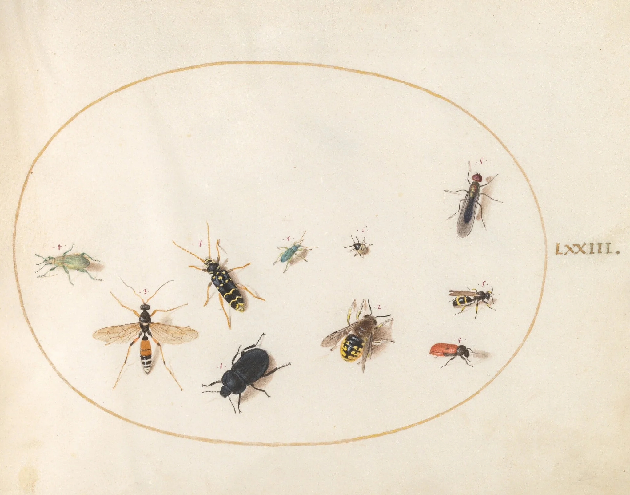 Plate 73: Ten Insects, detail