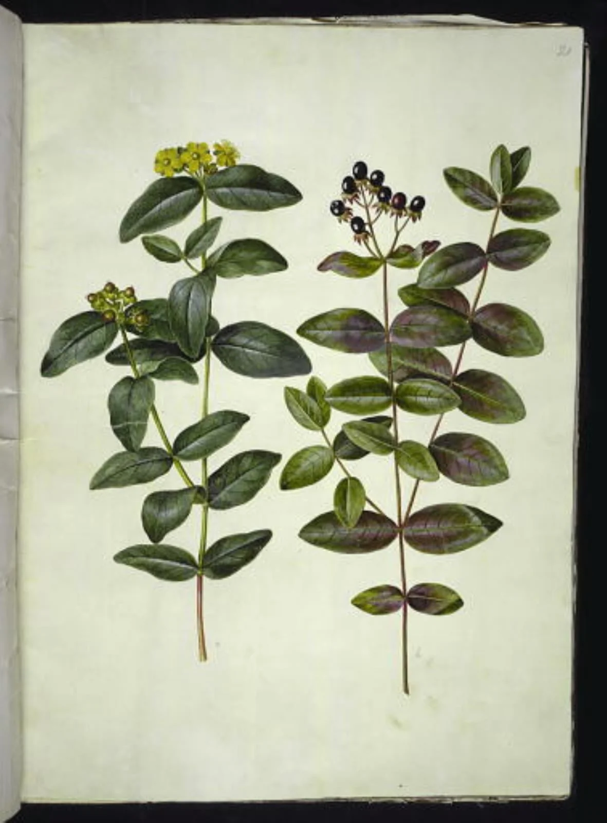 Hypericum androsaemum (bær-perikon), detail