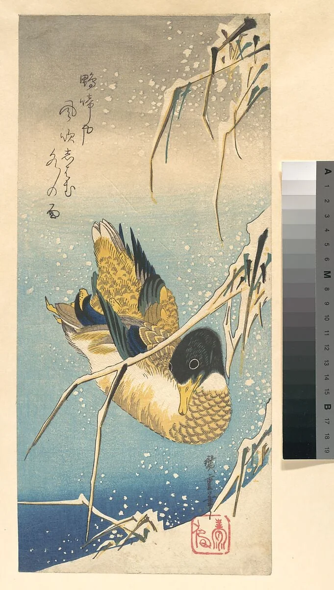 歌川広重画 雪中芦に鴨|Mallard Duck and Snow-covered Reeds, detail