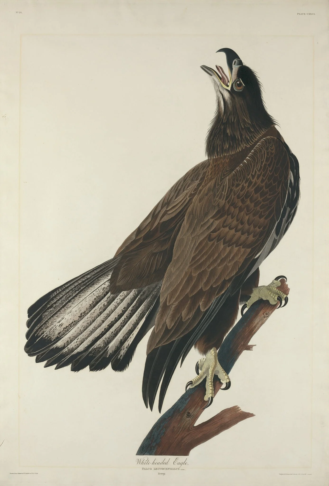 White-Headed Eagle, detail