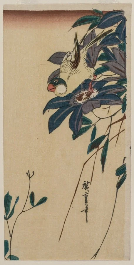 Grosbeak and Clematis, detail