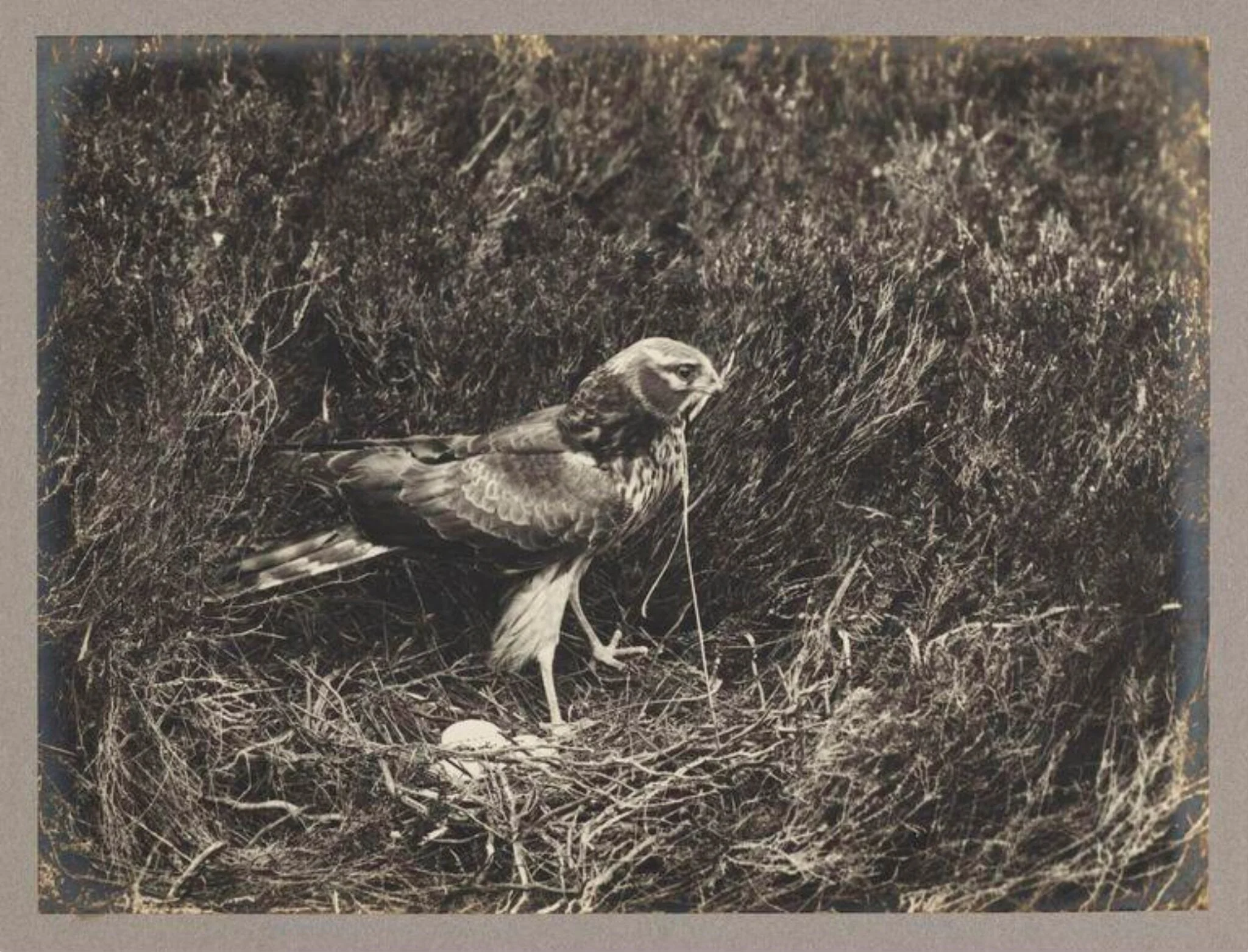 Hen Harrier, detail