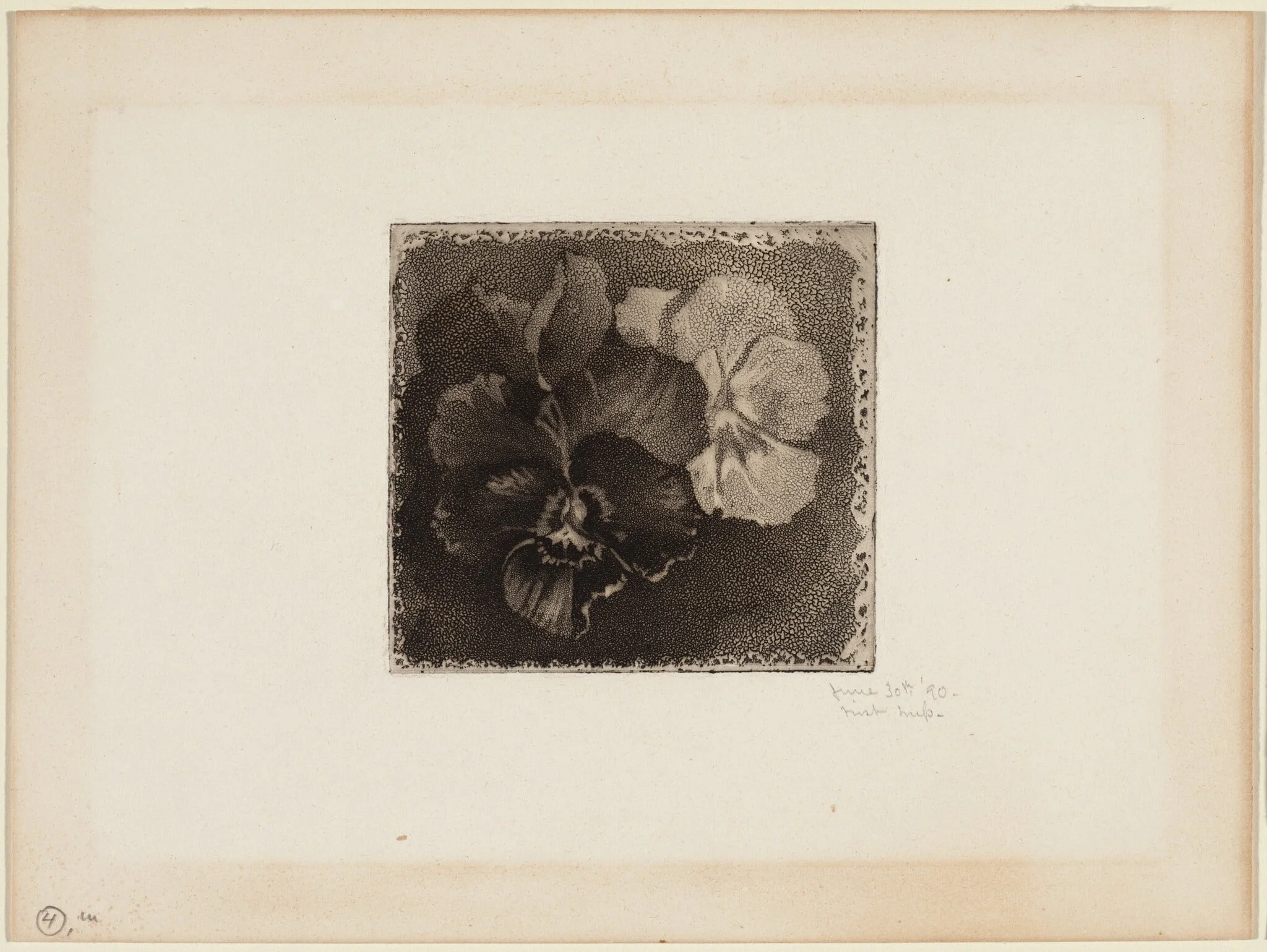 Pansies, detail