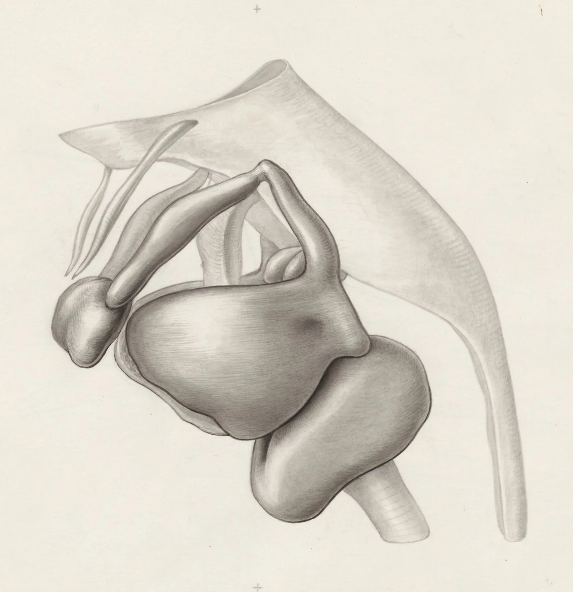 Specimen of the embryological head, detail
