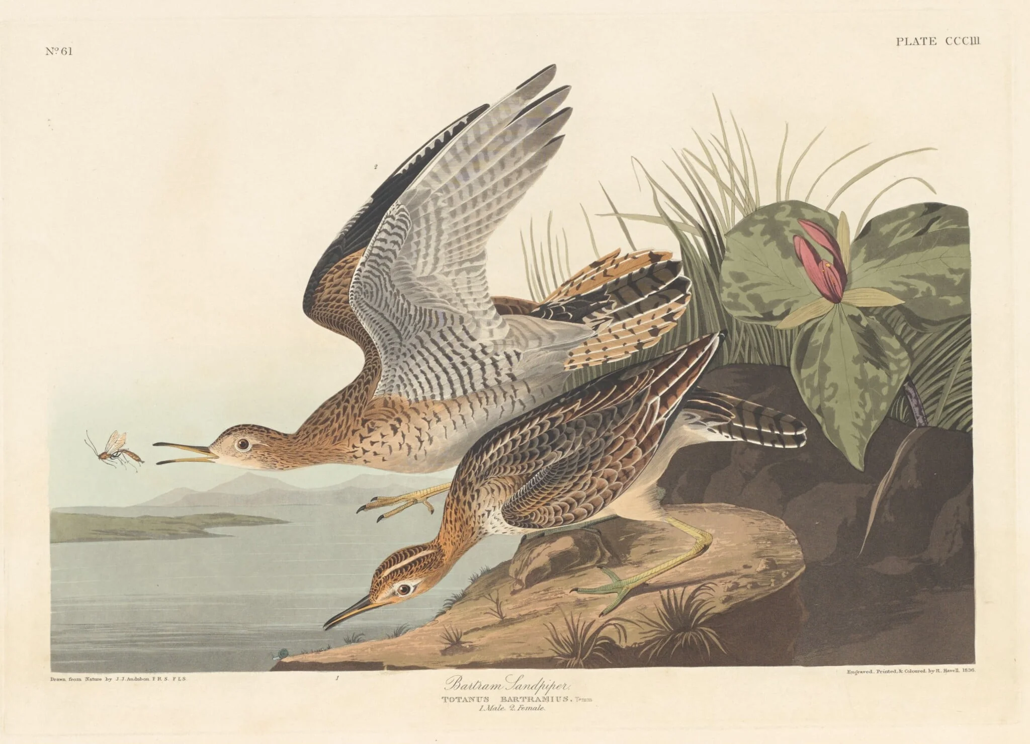Bartram Sandpiper, detail
