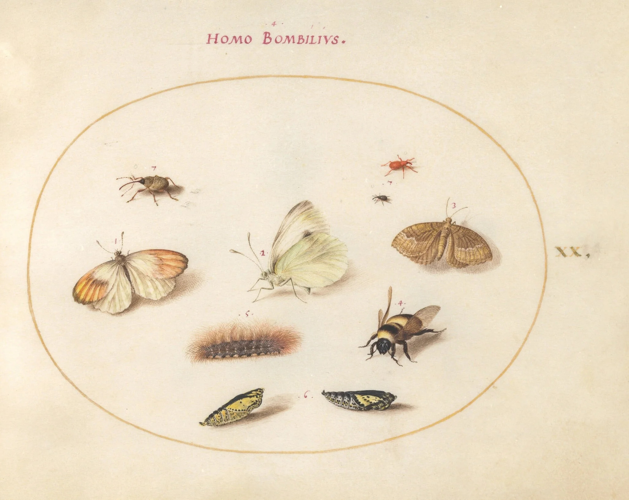 Plate 20: Three Butterflies, a Caterpillar, a Bee, Two Chrysalides, and Three Weevils, detail
