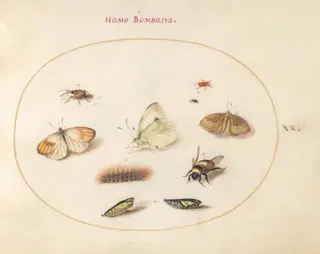 Plate 20: Three Butterflies, a Caterpillar, a Bee, Two Chrysalides, and Three Weevils, by Joris Hoefnagel, gouache, 1594