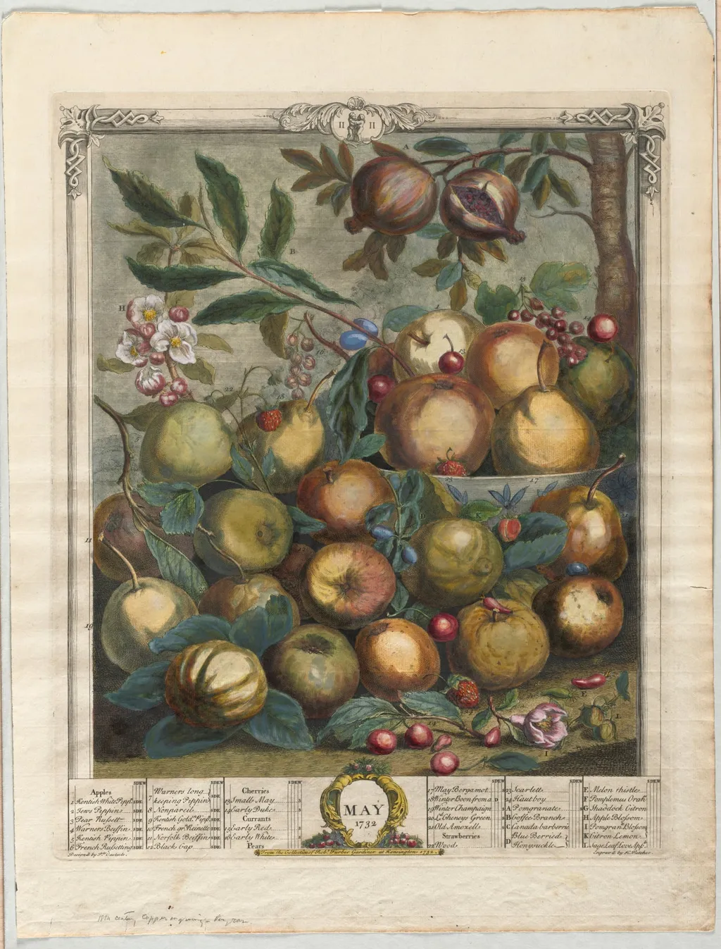 Twelve Months of Fruit:  May, by Henry Fletcher, 1732