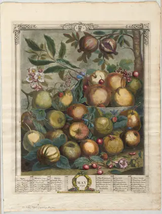 Twelve Months of Fruit:  May, by Henry Fletcher, 1732
