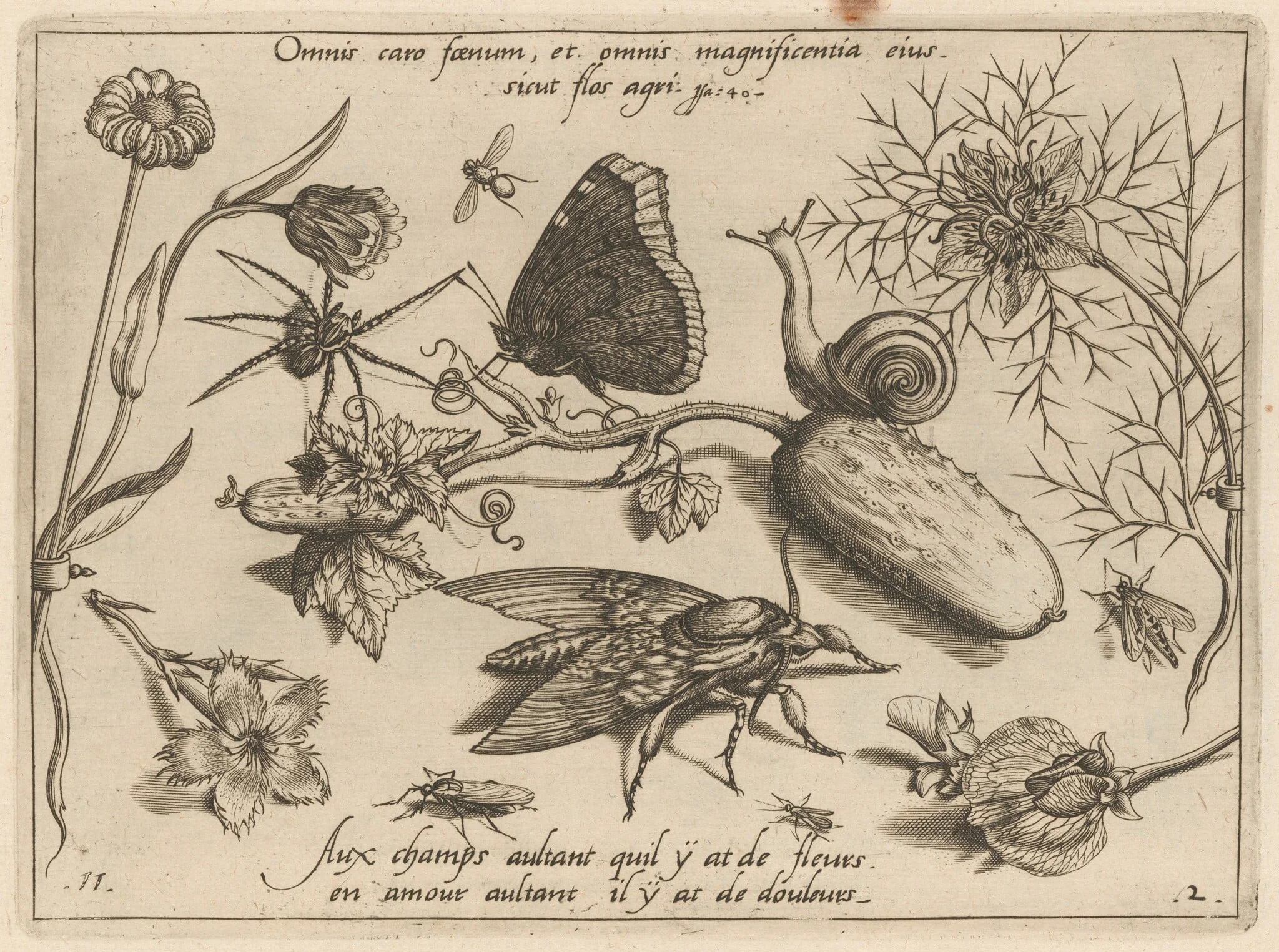 Archetypa studiaque patris Georgii Hoefnagelii [Part 2, Plate 11], detail