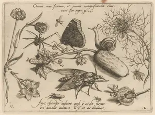 Archetypa studiaque patris Georgii Hoefnagelii [Part 2, Plate 11], by Jacob Hoefnagel, ink, 1592