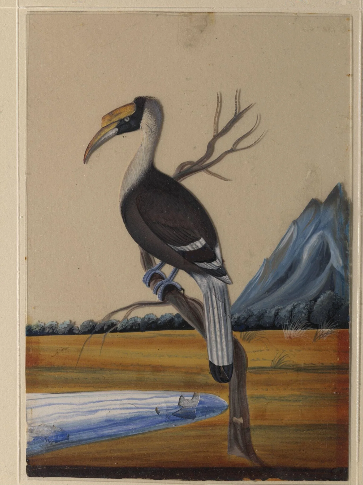 A Hornbill, detail