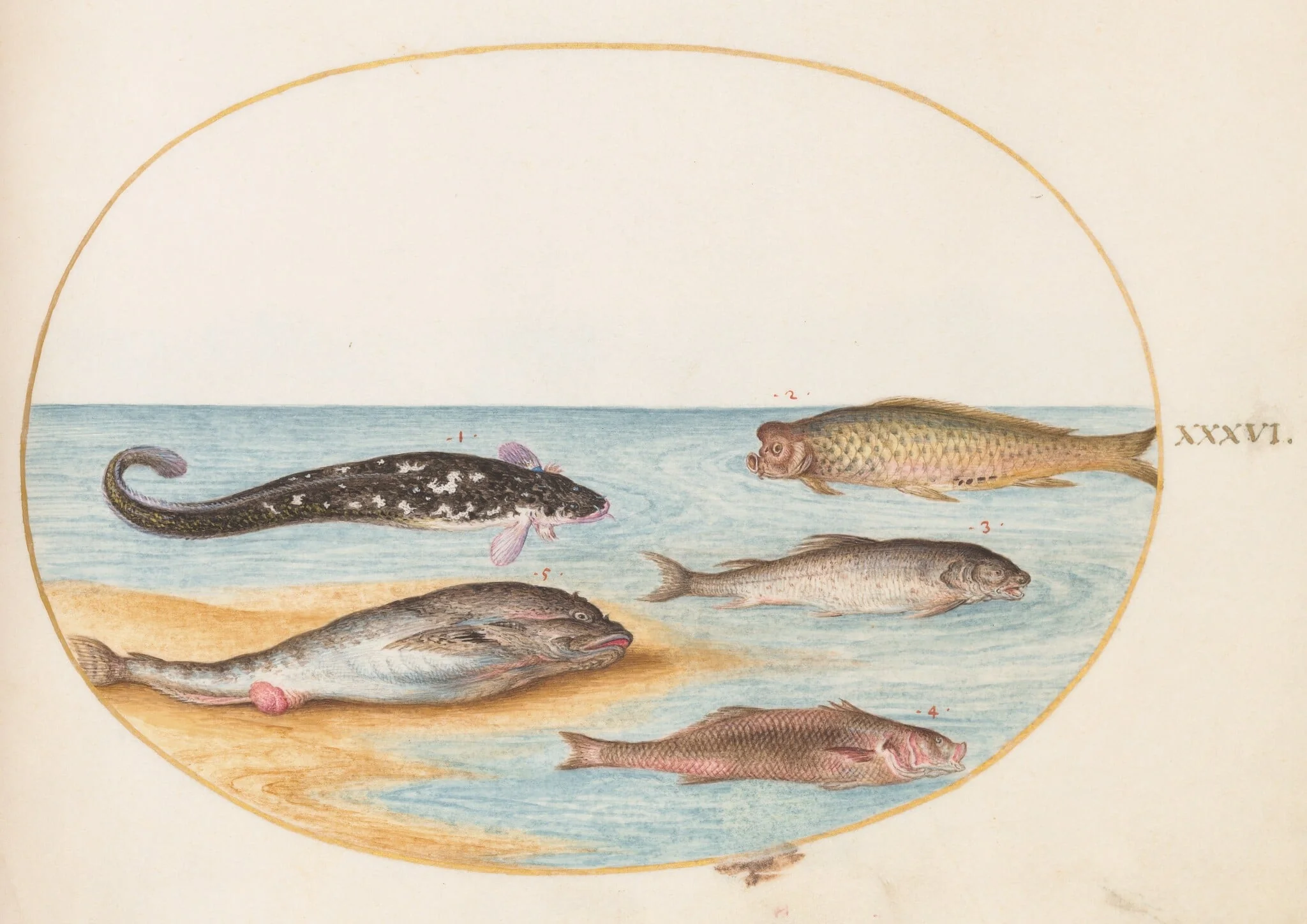 Plate 36: Five Fish, Including Carp(?), detail