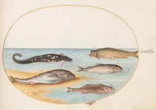 Plate 36: Five Fish, Including Carp(?), by Joris Hoefnagel, gouache, 1594