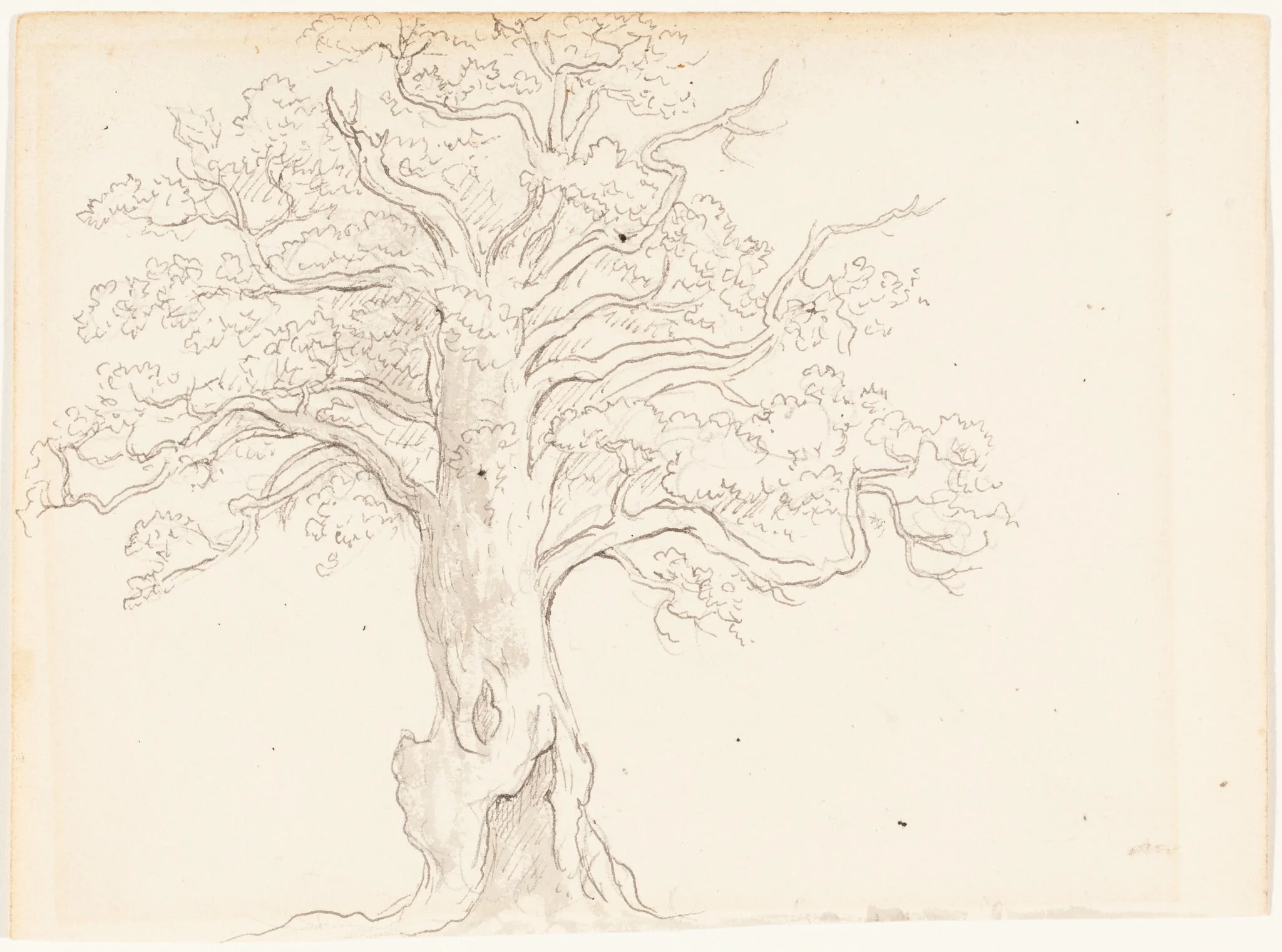 An Oak Tree, detail