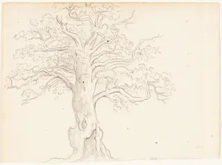 An Oak Tree, by John Glover, ink, 1795