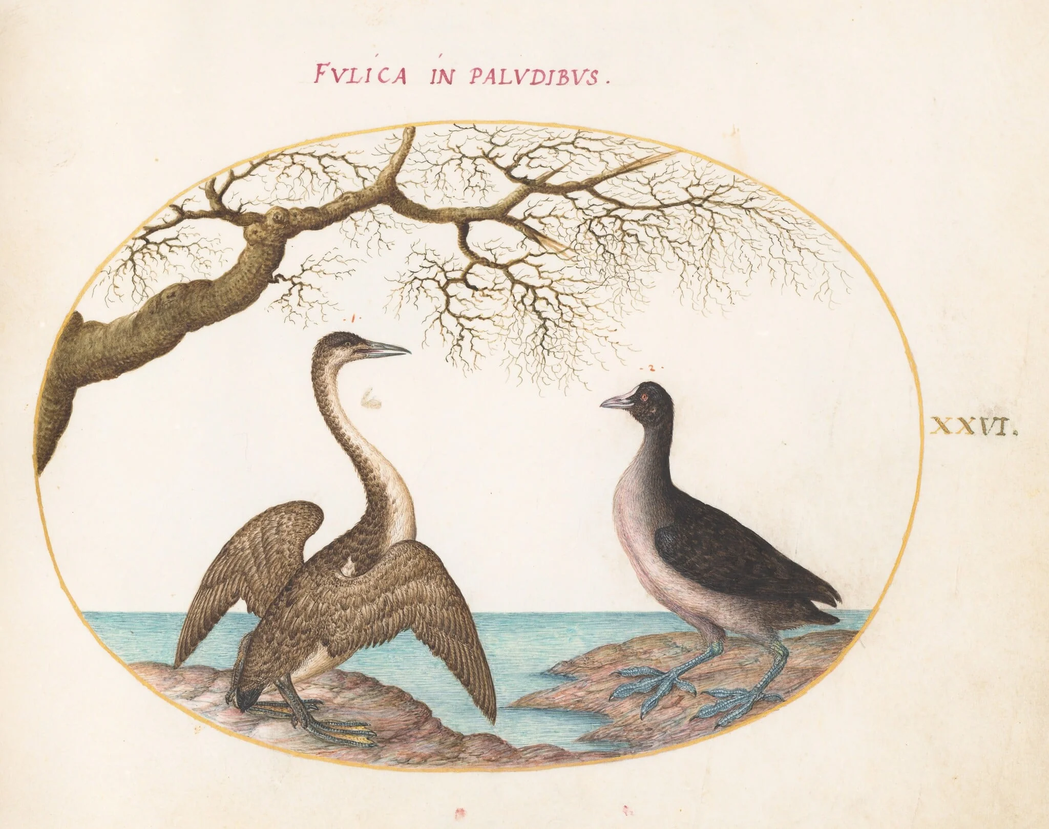Plate 26: Cormorant and Coot, detail