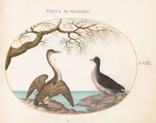 Plate 26: Cormorant and Coot, by Joris Hoefnagel, gouache, 1594
