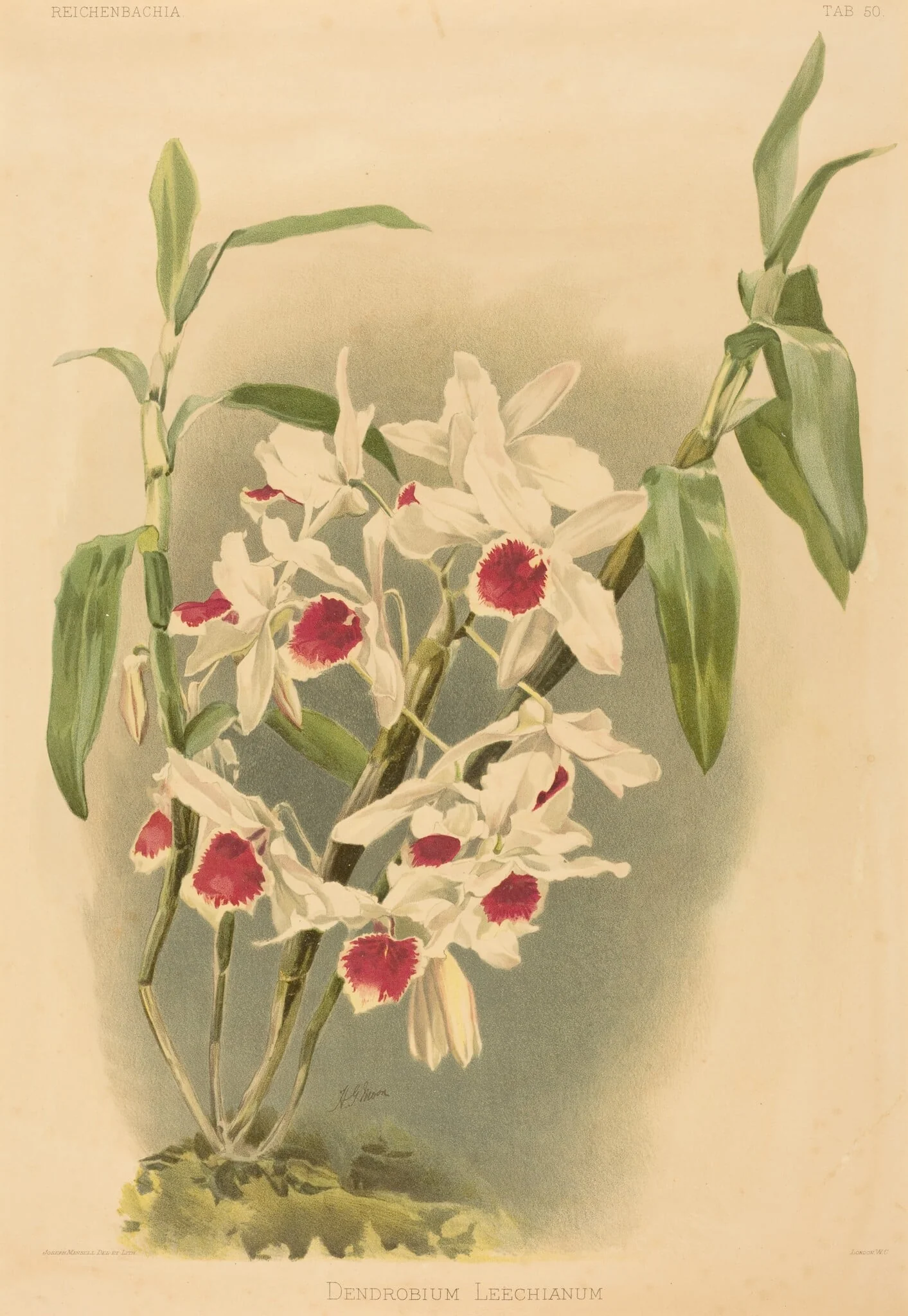 Dendrobium Leechianum, detail