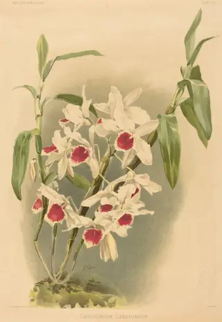 Dendrobium Leechianum, by Joseph Mansell, ink, 1840