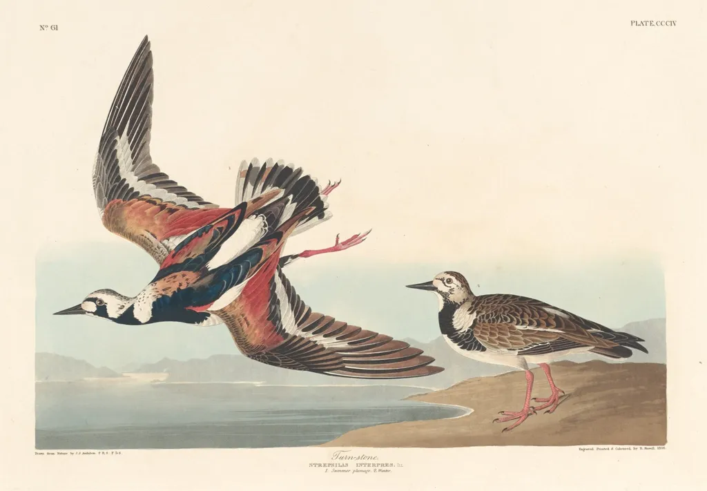 Turn-stone, by Havell, Jr., Robert, ink, 1836