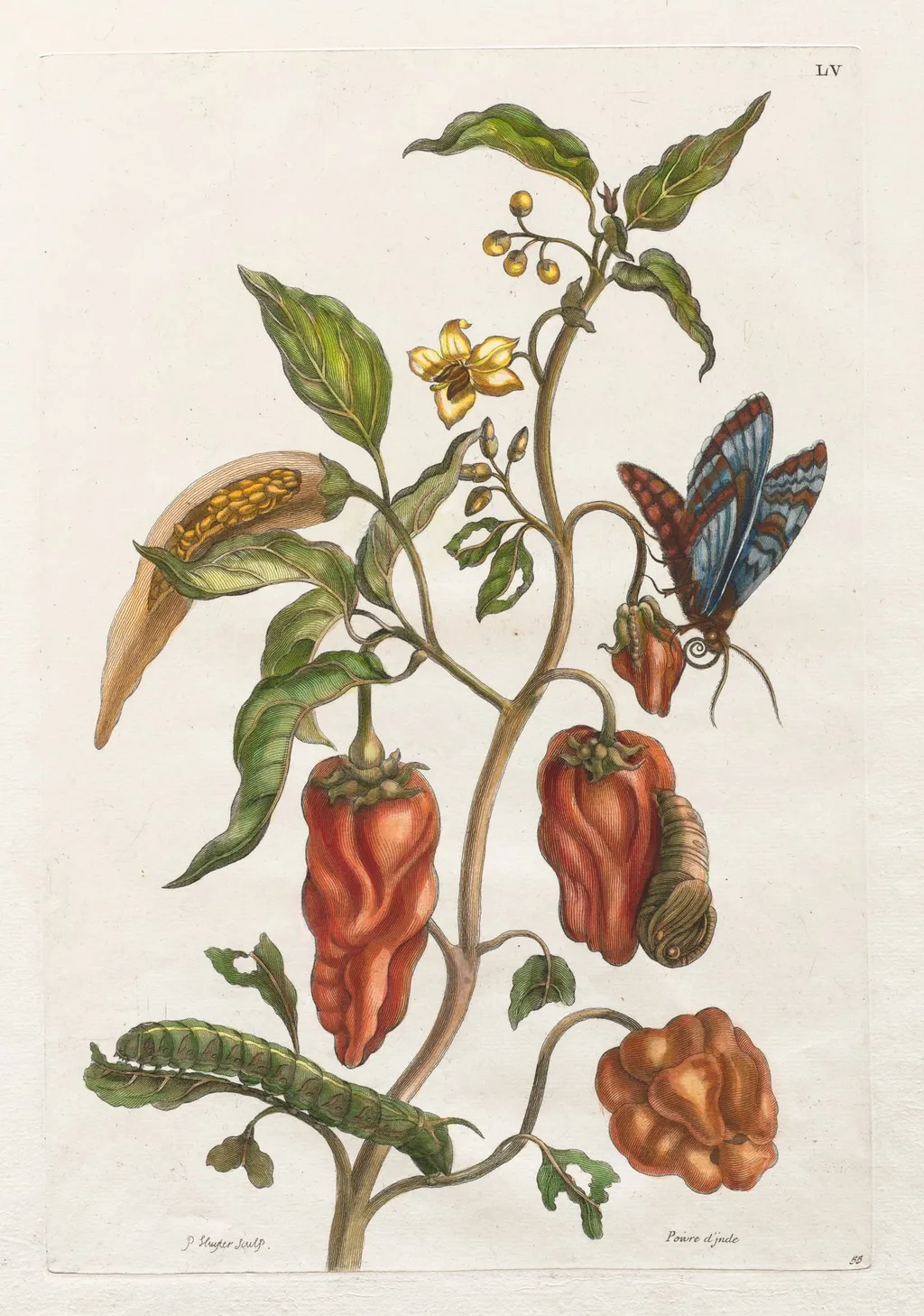 Histoire générale des insects de Suriname et de toute l'Europe:  Vol I, No. 55 - Poivre d'inde, by Maria Sibylla Merian