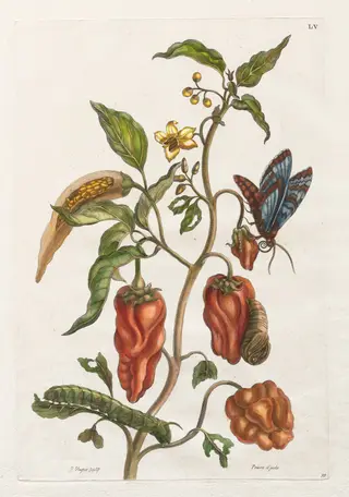 Histoire générale des insects de Suriname et de toute l'Europe:  Vol I, No. 55 - Poivre d'inde, by Maria Sibylla Merian