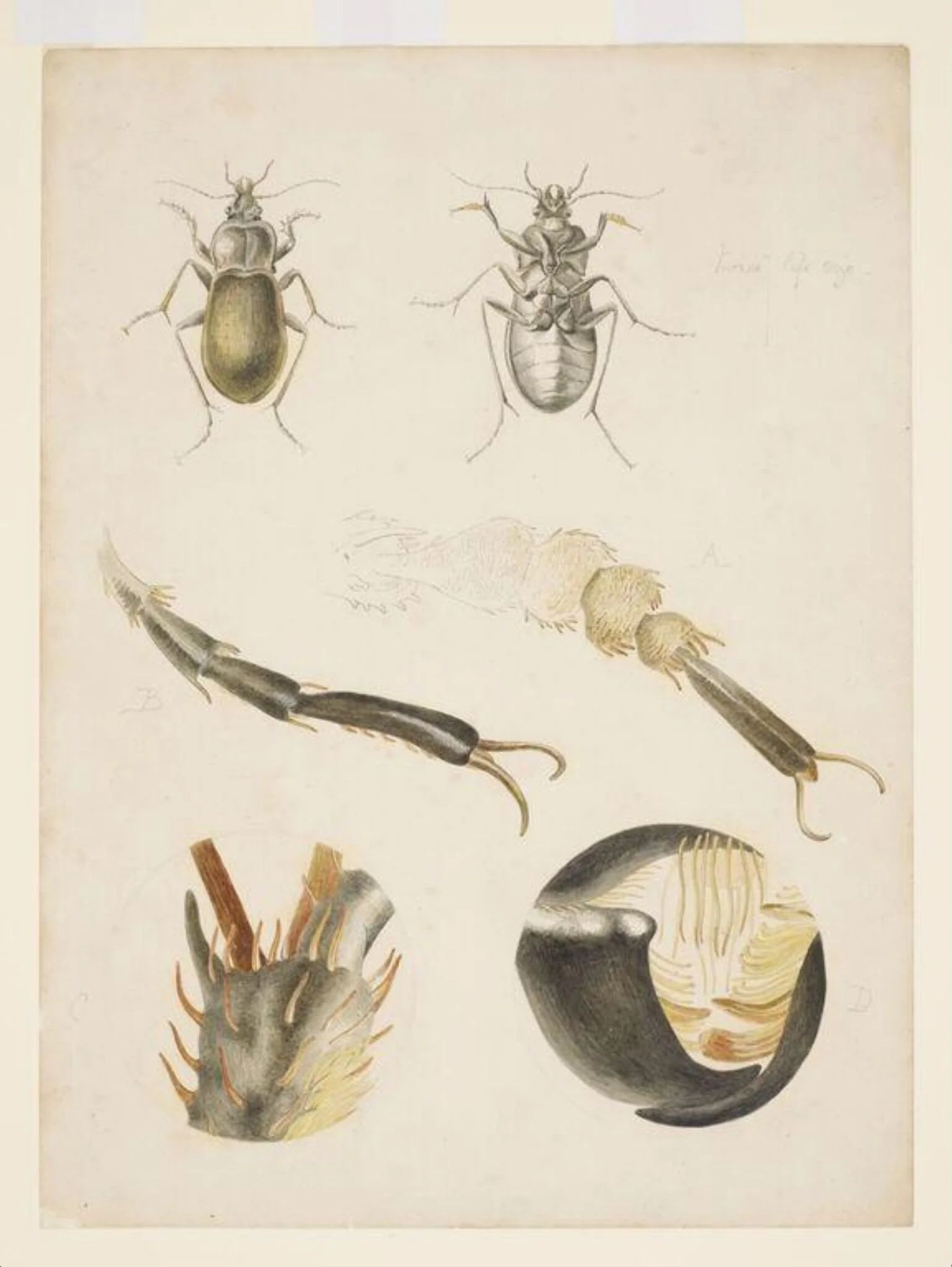 Magnified studies of a ground beetle, detail