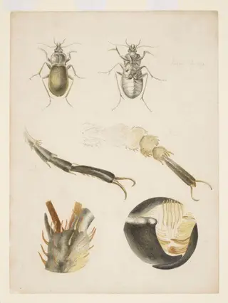 Magnified studies of a ground beetle, by Beatrix Potter, watercolor, 1887