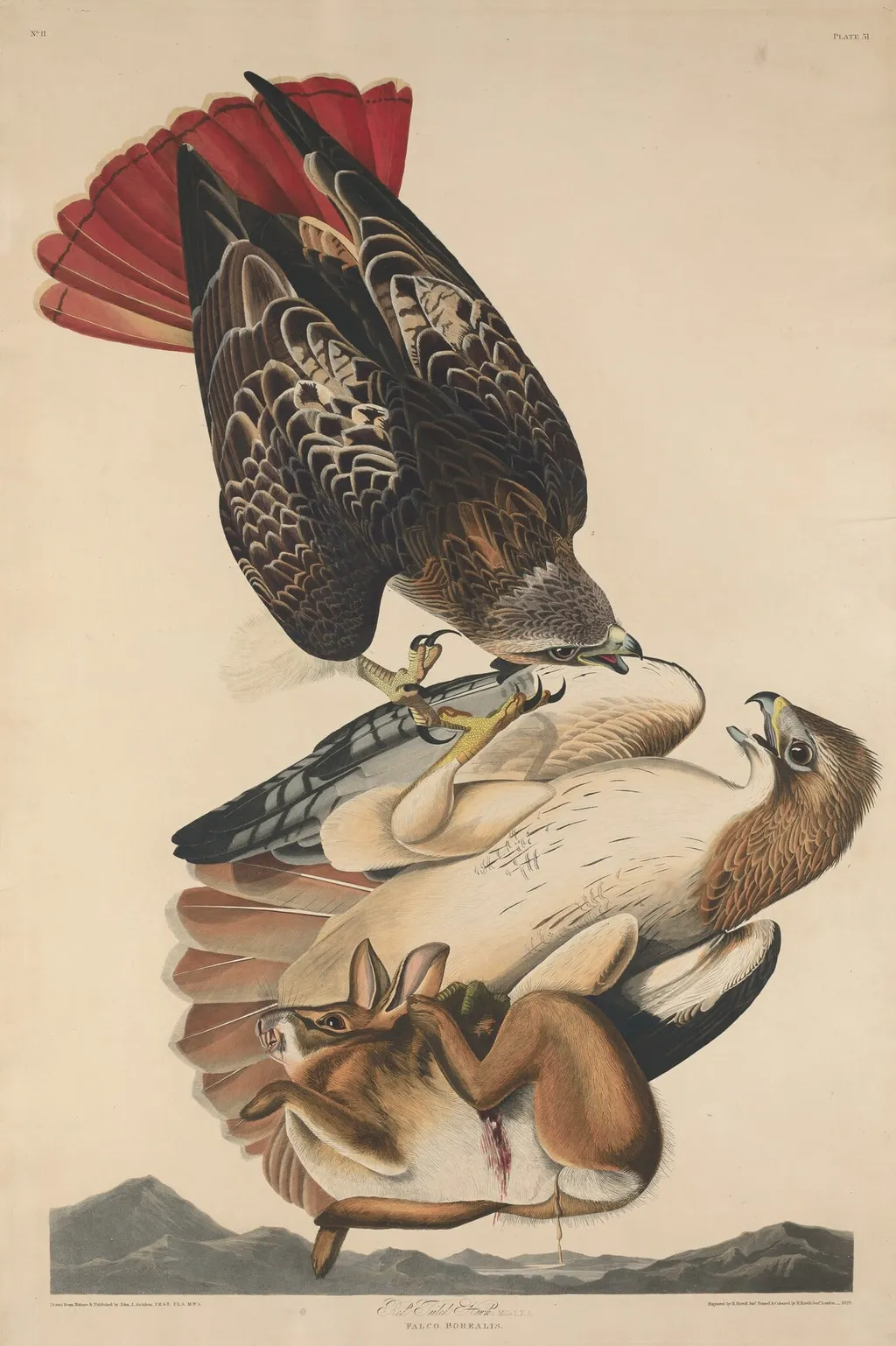 Red Tailed Hawk, by Havell, Jr., Robert, ink, 1829