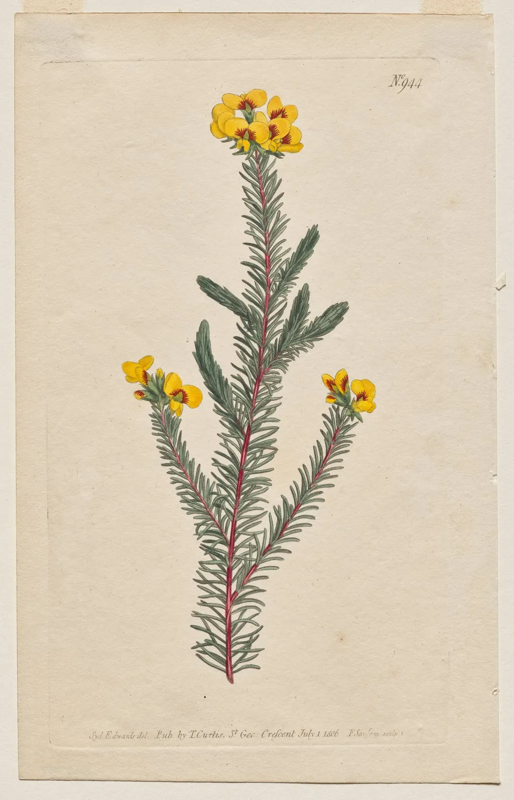 The Botanical Magazine or Flower Garden Displayed: Plate 944, Dillwynia Glaberrima. Smooth-Leaved Dillwynnia. [Dillwynia ericifolia gaberrima], by Francis Sansom