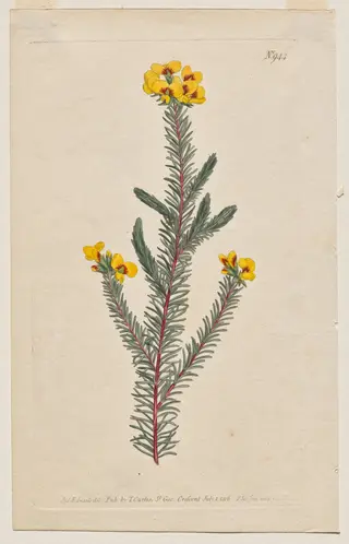 The Botanical Magazine or Flower Garden Displayed: Plate 944, Dillwynia Glaberrima. Smooth-Leaved Dillwynnia. [Dillwynia ericifolia gaberrima], by Francis Sansom
