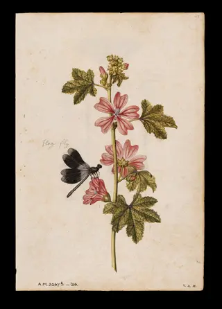 A common mallow and a damselfly; a snowdrop and a lady butterfly, by Jacques Le Moyne de Morgues, watercolor, 1568