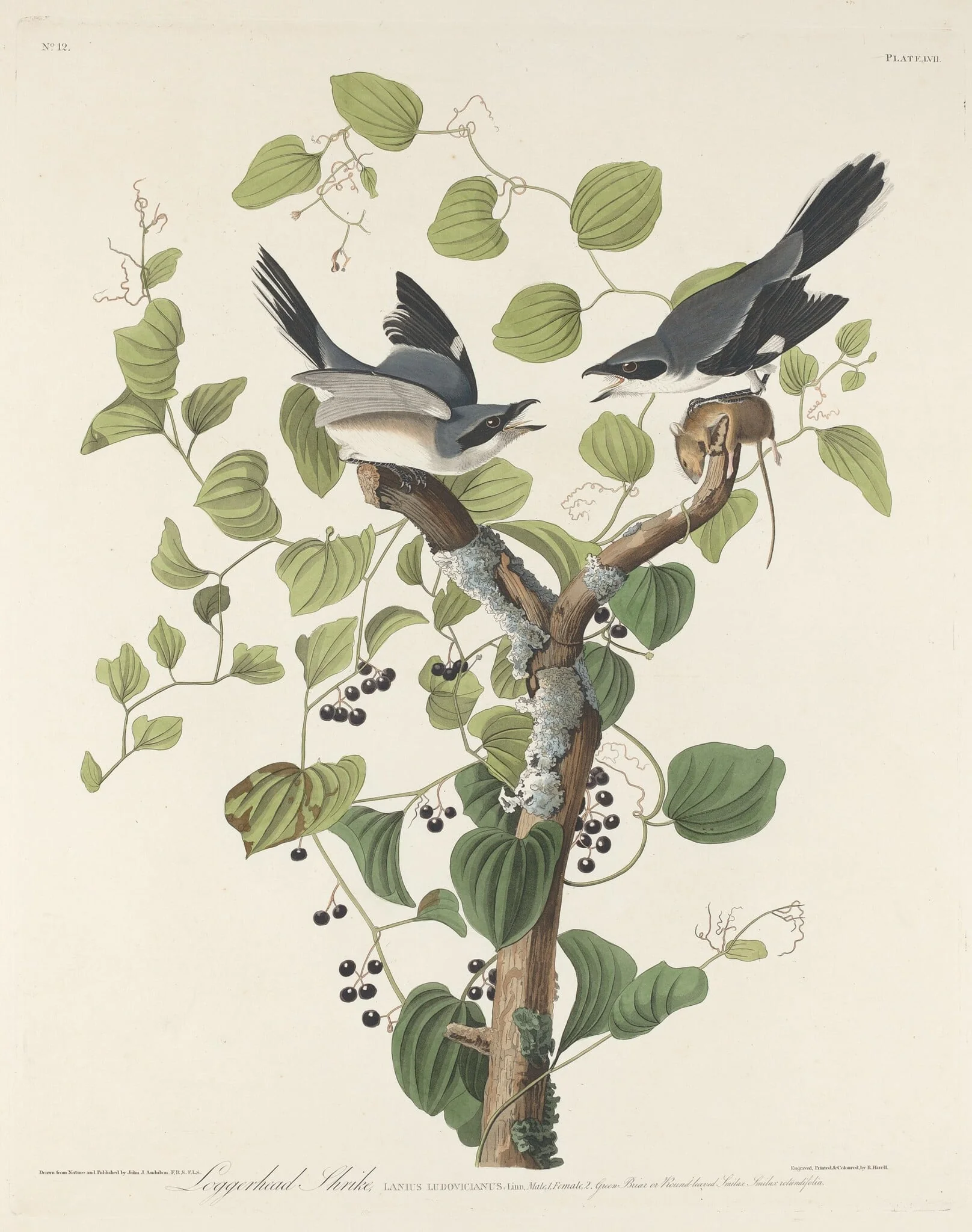Loggerhead Shrike, detail