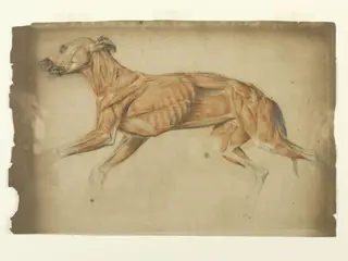 Ecorche drawing of a greyhound, by Edwin Landseer, 1819