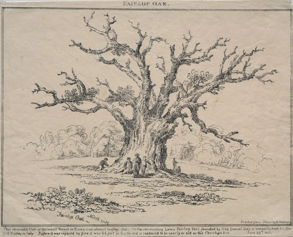 Fairlop Oak, by D. H. Redman, 1811