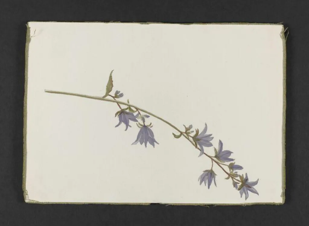 Spray of purple campanula, by Beatrix Potter, watercolor, 1895