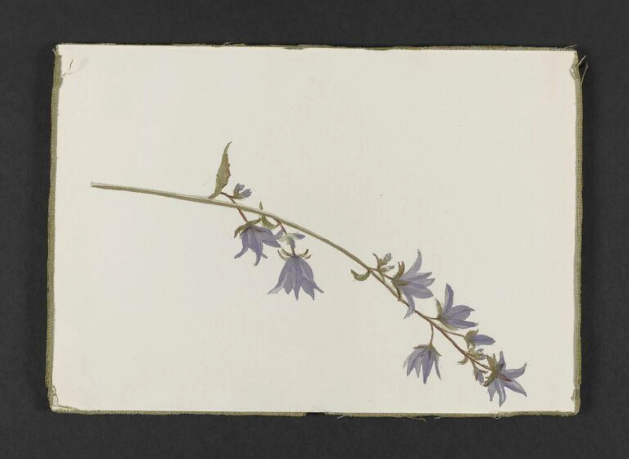 Spray of purple campanula, detail
